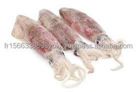 Whole Frozen Loligo Squid Loligo Duvauceli Calamar, For Export