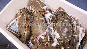 Bulk Price Whole Live Mud Crab for Sale