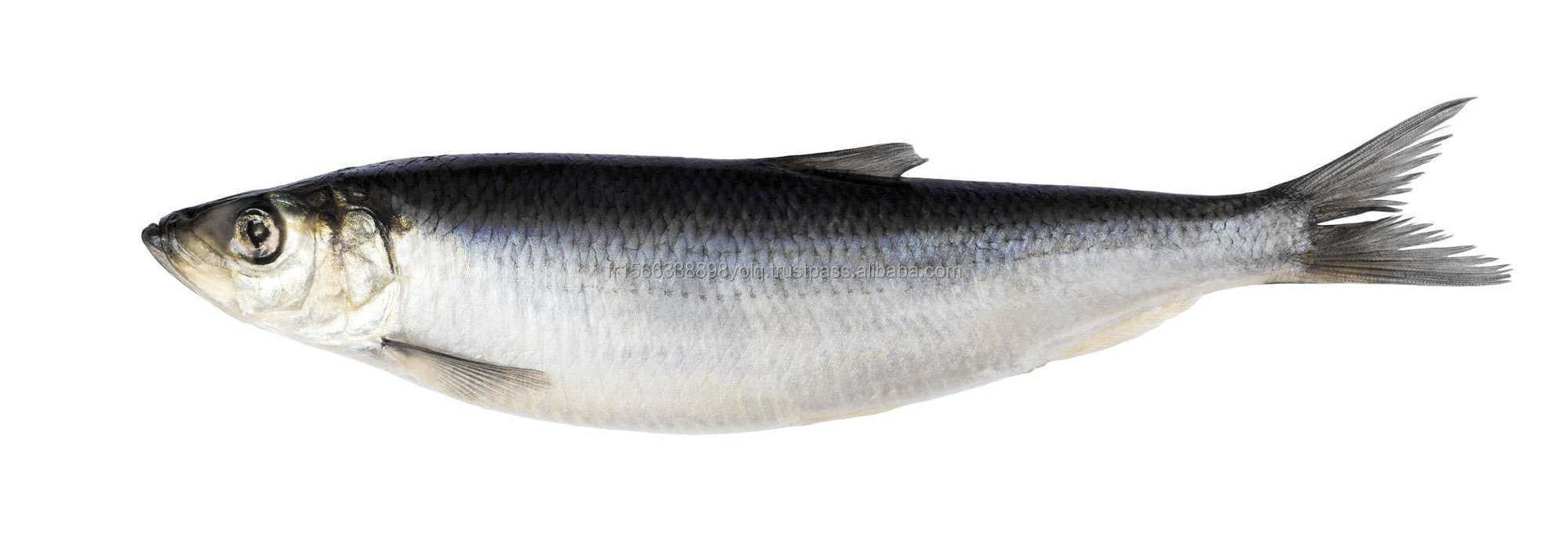 Buy Wholesale French Frozen Atlantic Herring (clupea Harengus) / Cheap Prices Frozen Herring Fish / Seafood From Norway