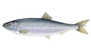 Buy Wholesale French Frozen Atlantic Herring (clupea Harengus) / Cheap Prices Frozen Herring Fish / Seafood From Norway