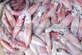 Whole Frozen Loligo Squid Loligo Duvauceli Calamar, For Export