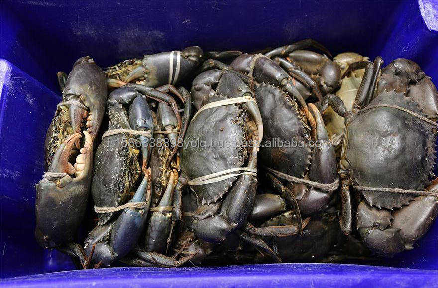 Bulk Price Whole Live Mud Crab for Sale