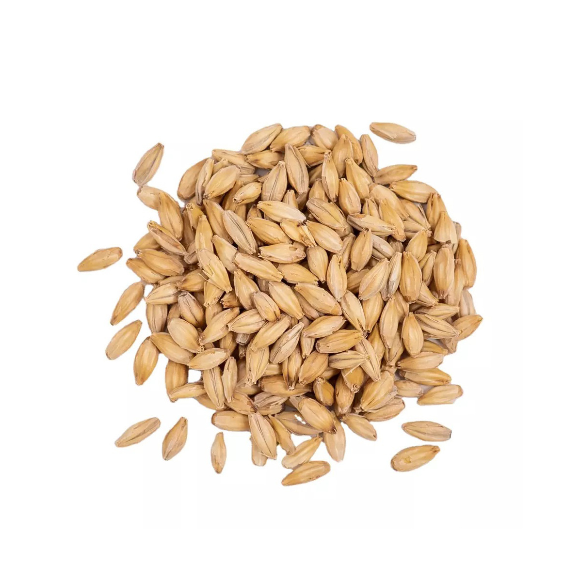 Barley Grain / Barley Malt Grain / Hulled Barley Grain