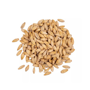 Barley Grain / Barley Malt Grain / Hulled Barley Grain