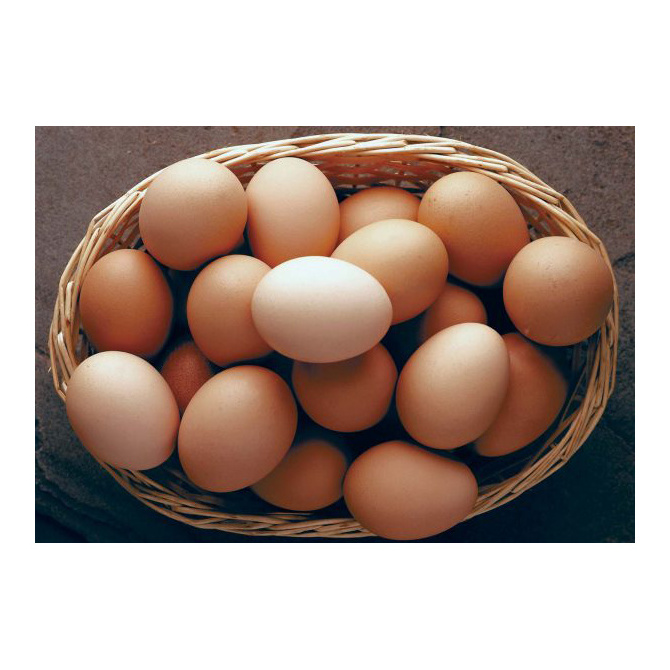 Fresh Chicken Eggs / Round Table Eggs for Sale / fertile hatching eggs