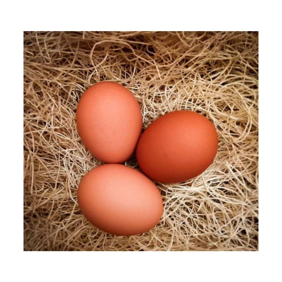 Fresh Chicken Eggs / Round Table Eggs for Sale / fertile hatching eggs