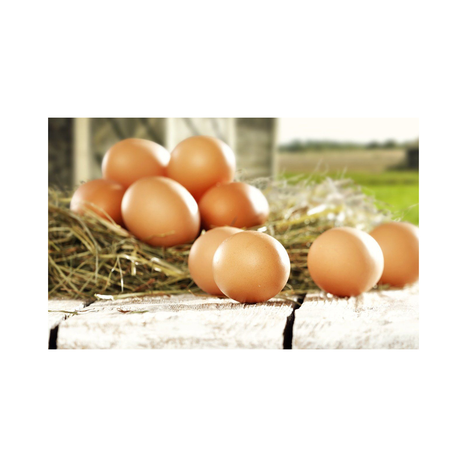 Fresh Chicken Eggs / Round Table Eggs for Sale / fertile hatching eggs