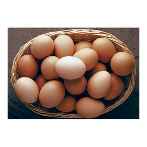 Fertile Hatching Chicken Egg / Fresh Chicken Table Eggs/Quail Eggs for Sale