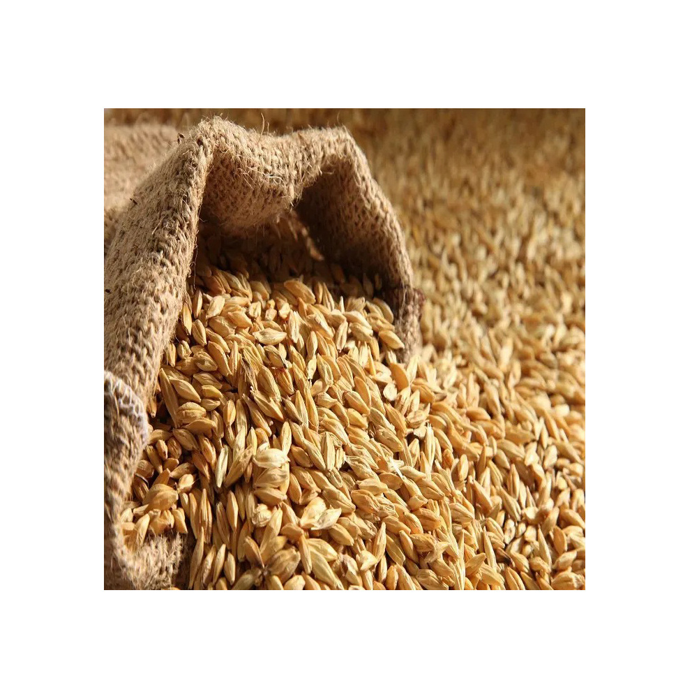 Barley Grain / Barley Malt Grain / Hulled Barley Grain