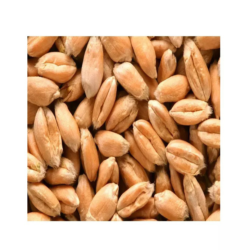 Barley Grain / Barley Malt Grain / Hulled Barley Grain