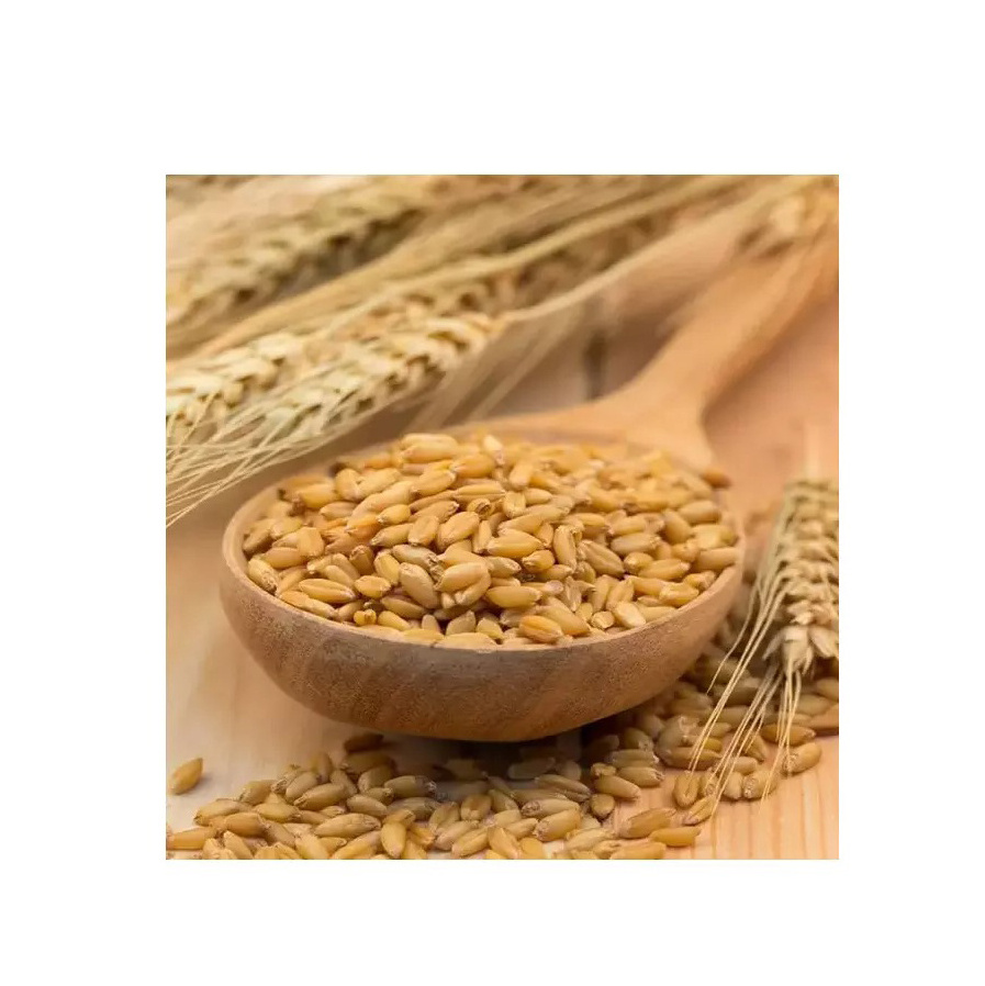 Barley Grain / Barley Malt Grain / Hulled Barley Grain