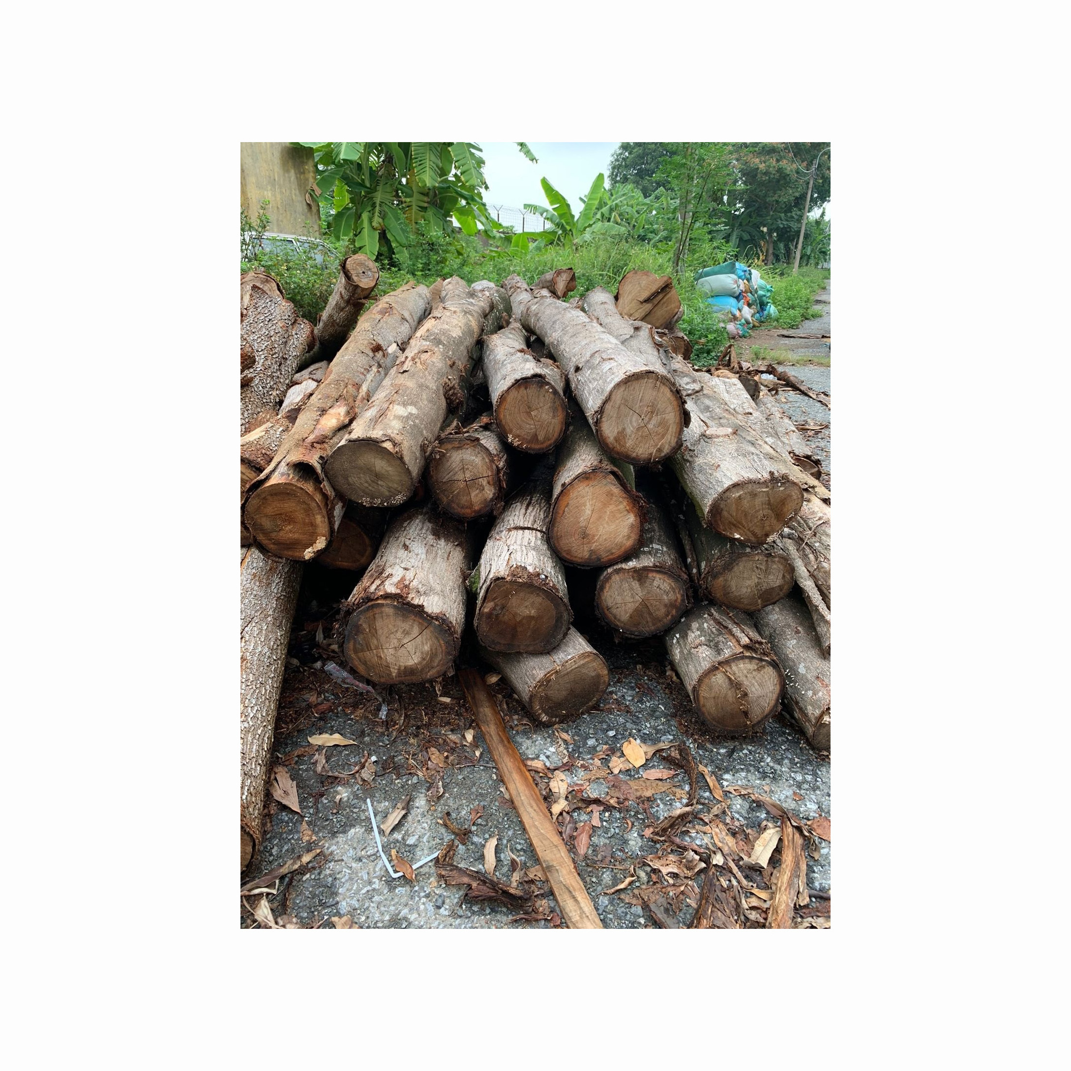 High Quality Round Wood Log , Tali Wood, Padouk, Pine, Boxwood, Azobe Wood and Timber Logs France