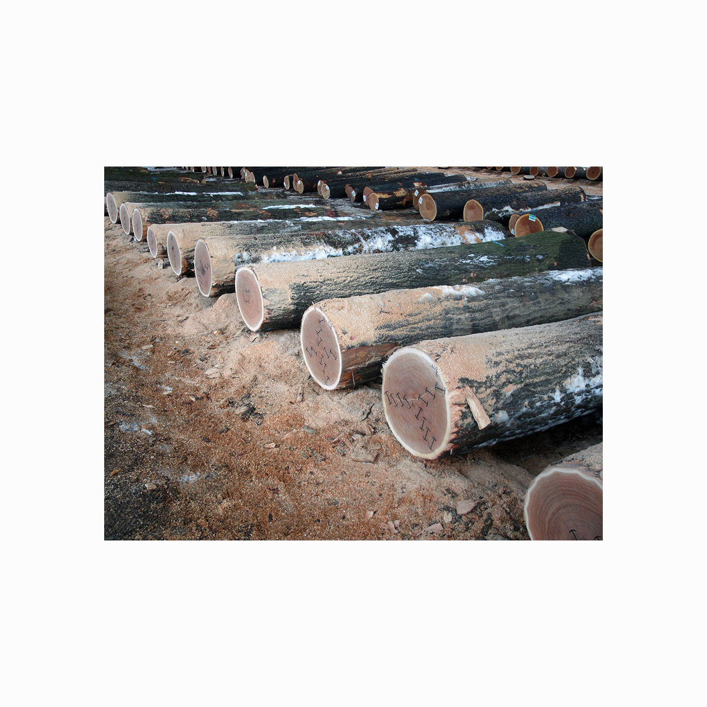 High Quality Round Wood Log , Tali Wood, Padouk, Pine, Boxwood, Azobe Wood and Timber Logs France