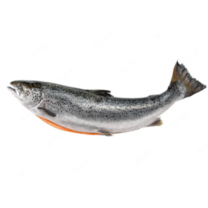 Norwegian Atlantic Wholesale Fillet Whole Round Fresh Frozen Fish Pink Salmon From France