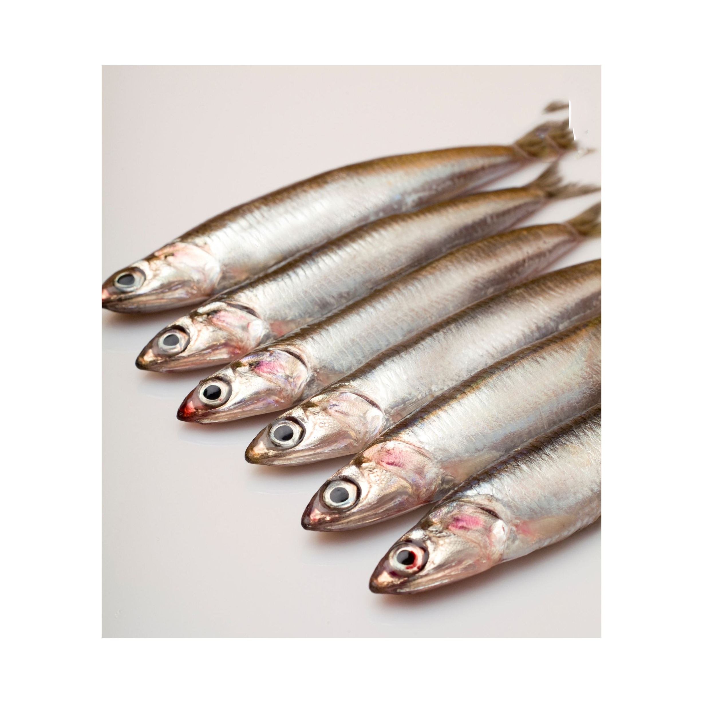 Hot Sale Herring whole round fertile fish frozen smoke fillet herring japanese 300 400g frozen smoked herring fish