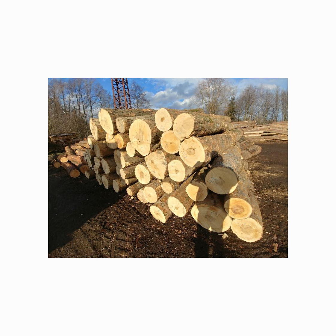 High Quality Round Wood Log , Tali Wood, Padouk, Pine, Boxwood, Azobe Wood and Timber Logs France