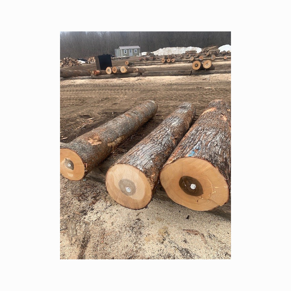 Hot sale Pine Sawn Wood Logs, Timber, Iroko, Bolinga, Oak logs of All Kinds