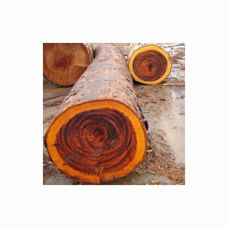 Hot sale Pine Sawn Wood Logs, Timber, Iroko, Bolinga, Oak logs of All Kinds