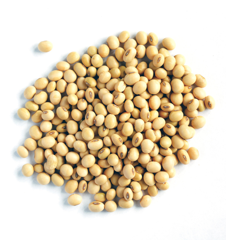 Good Quality NON GMO Soya Beans for Sale Yellow Soybeans - Soybeans for the best market rates