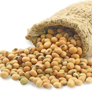 Soybeans High Quality Non GMO Yellow Dry Soybean Seed NON-GMO Soya Beans