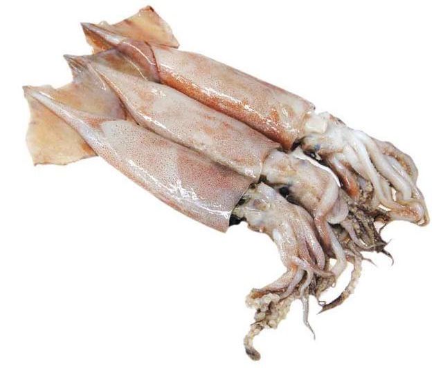 Frozen Seafood Black Whole Loligo Squid / Processed squid fillet/giant squid fillet skin off ready for sale to china and Vietnam