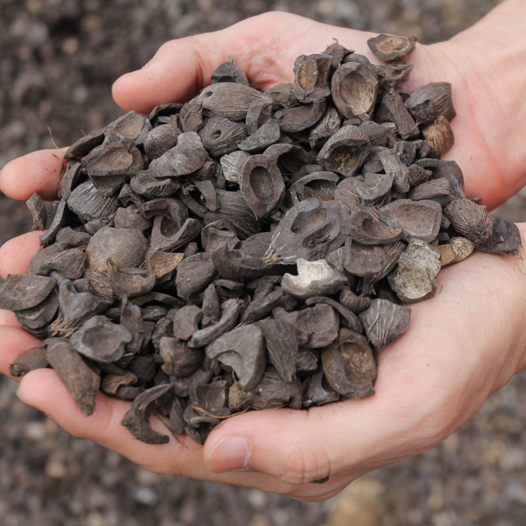 Palm Kernel Shell(PKS)/Coconut Shell/Palm Kernel Shell Charcoal supplier