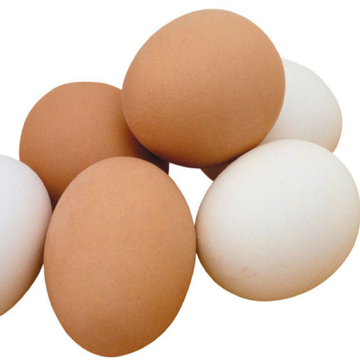 Hot sale Fertilized Chicken Eggs/ Cobb 500 Broiler Chicken Eggs/Fresh Cobb 700 Fertile eggs