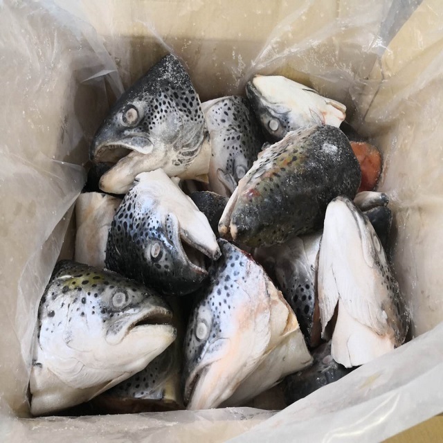 Salmon Fish Heads Frozen Salmon Heads / Salmon Fins / Salmon Belly supplier from Norway