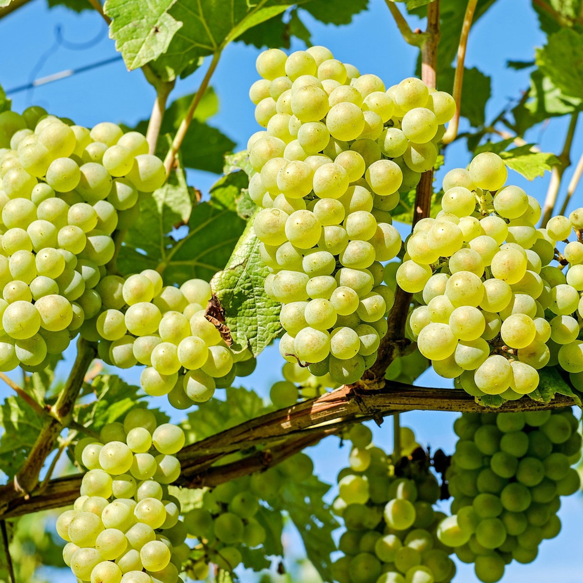 Delicious Sweet Shine Muscat Seedless Natural Fresh Green Grapes Fruit / Red Globe Thompson Grapes supplier