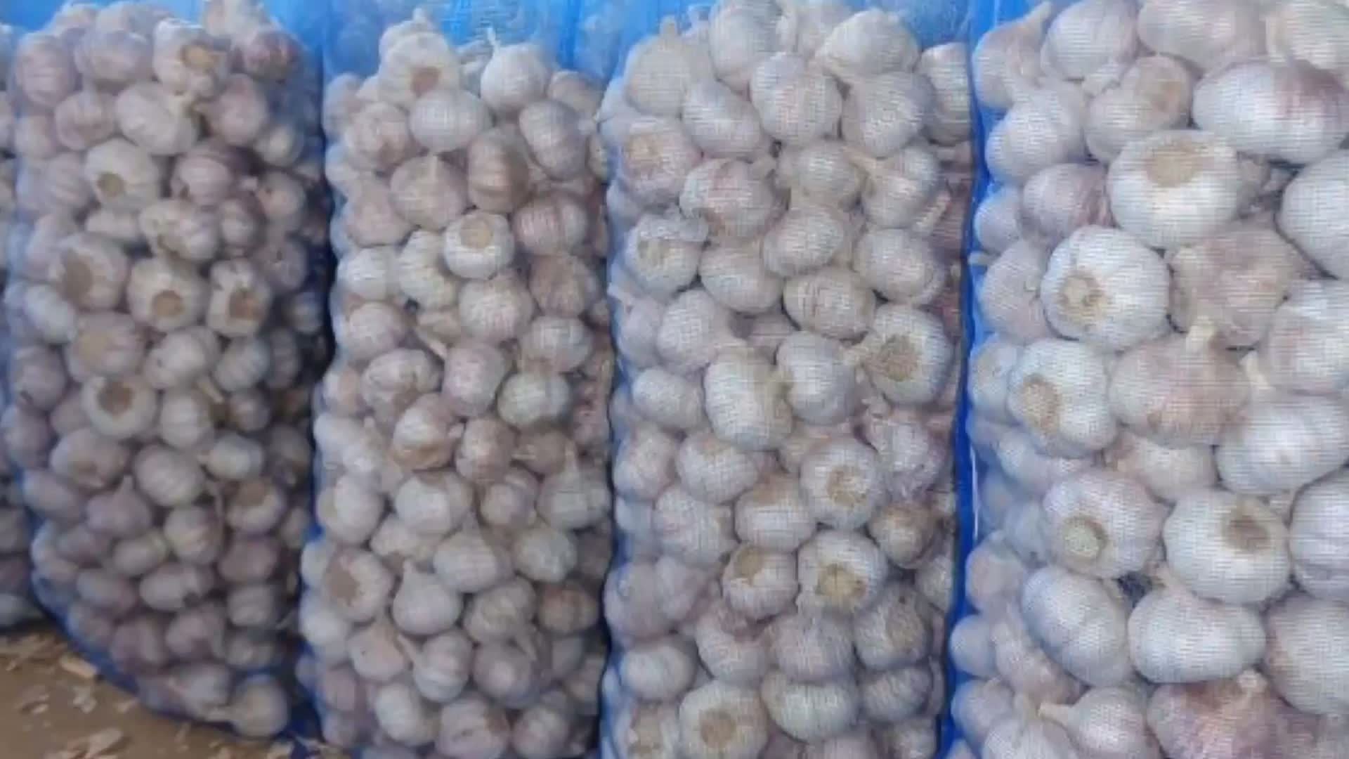 2022 new crop fresh garlic Chinese garlic /mesh bags for vacuum packed peeled garlic