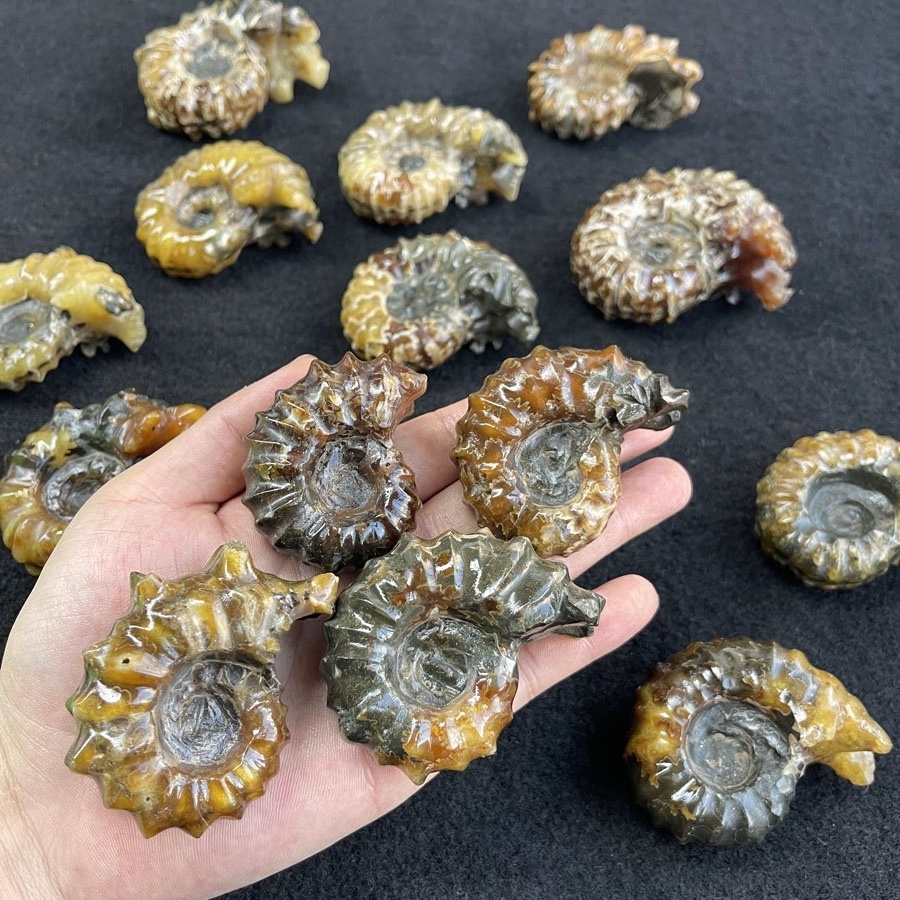 Wholesale Ammonite Snail Conch Fossil Natural Ammonite Fossil for Decoration