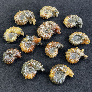 Wholesale Ammonite Snail Conch Fossil Natural Ammonite Fossil for Decoration