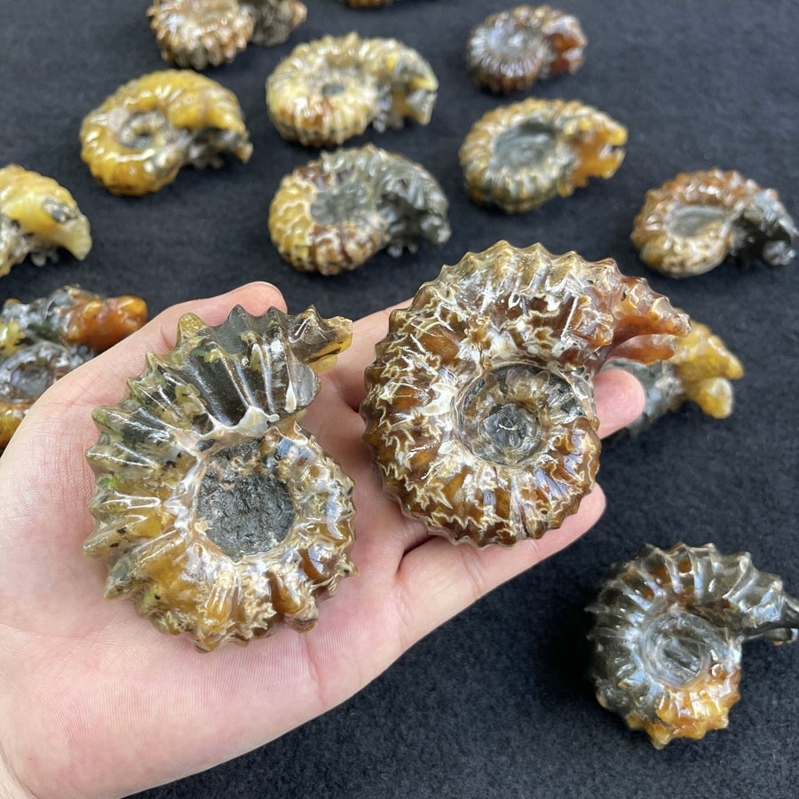 Wholesale Ammonite Snail Conch Fossil Natural Ammonite Fossil for Decoration