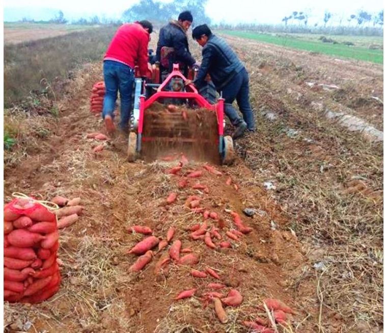 top selling small mini sweet potato digger harvester harvesting machine price for potato with 1 row walking tractor machine