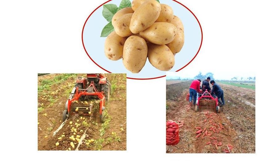 top selling small mini sweet potato digger harvester harvesting machine price for potato with 1 row walking tractor machine