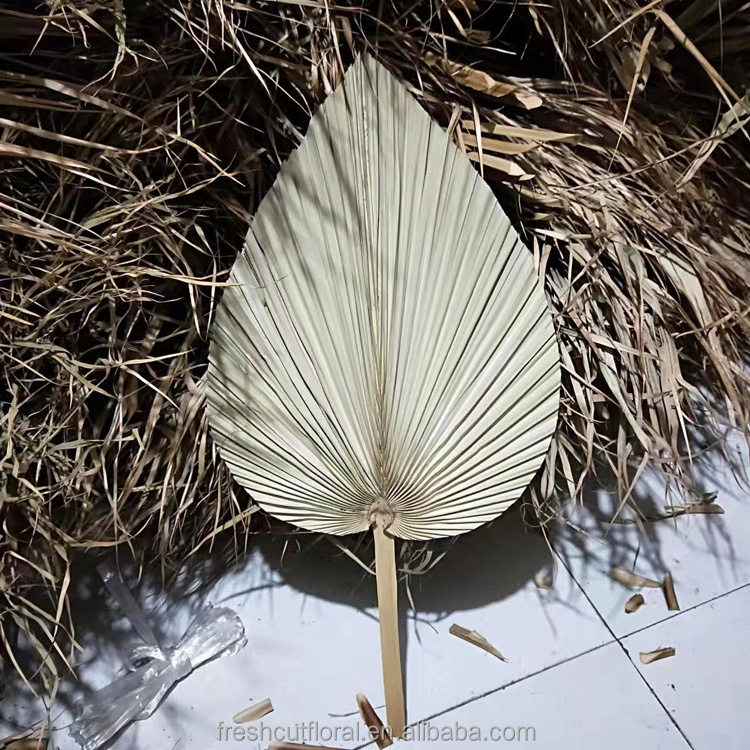 Natural Dried Flowers Preserved Flowers Pampas Mini white Palm Leaves natural Palm tree leaves flowers