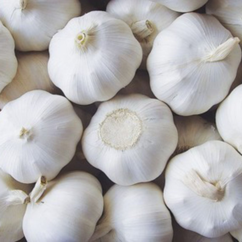 high quality fresh peeled garlic clove 4 to 5.5cm red normal white pure white fresh garlic with vacuum bag 3p mesh bag