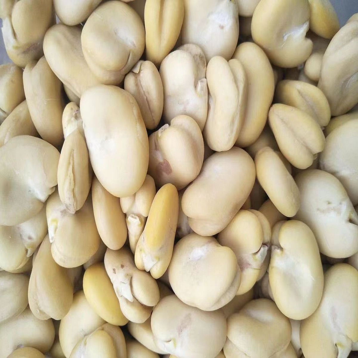 Professional Chinese Factory Wholesale Fava Bean Seeds High Quality Dry Shelled Fava Beans for Sale