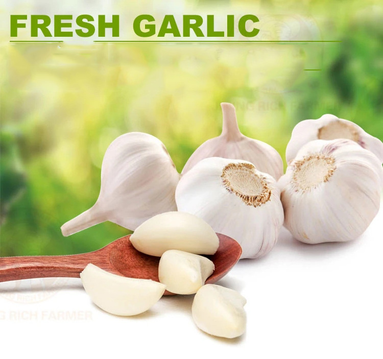 Wholesale Garlic Peeled Jumbo Size Normal White Pure White Fresh Garlic With Vacuum Pack Peeled Garlic