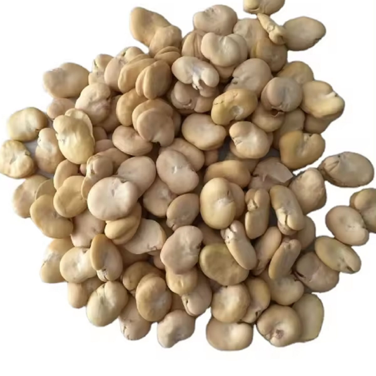 Professional Chinese Factory Wholesale Fava Bean Seeds High Quality Dry Shelled Fava Beans for Sale