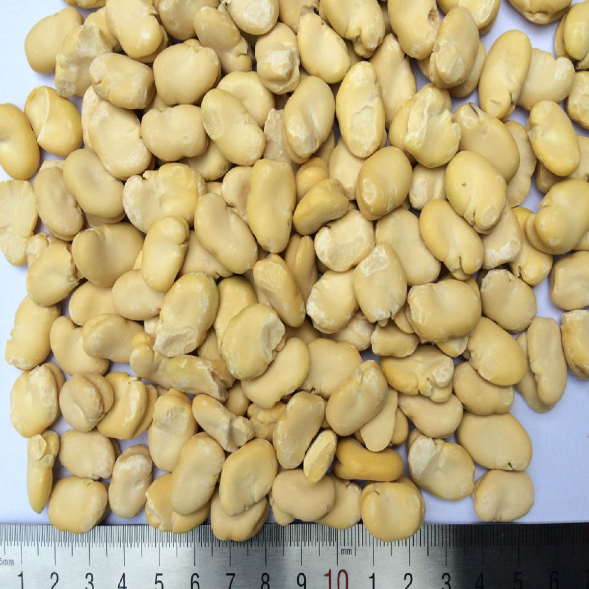 Professional Chinese Factory Wholesale Fava Bean Seeds High Quality Dry Shelled Fava Beans for Sale