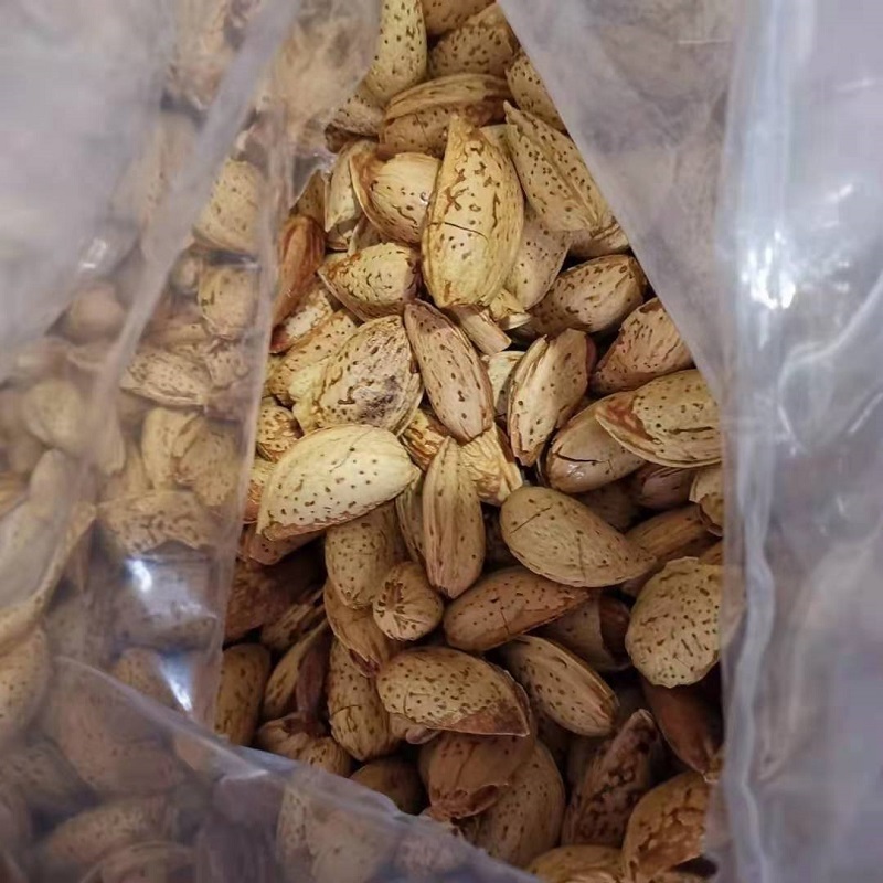 Wholesale Dried Raw Almond in Shell Badam Natural Flavor Almond Nuts High Quality Nuts in Bulk