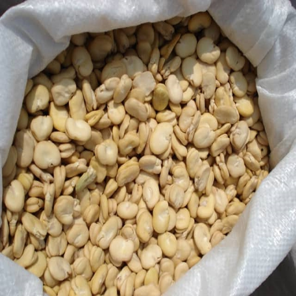 Professional Chinese Factory Wholesale Fava Bean Seeds High Quality Dry Shelled Fava Beans for Sale