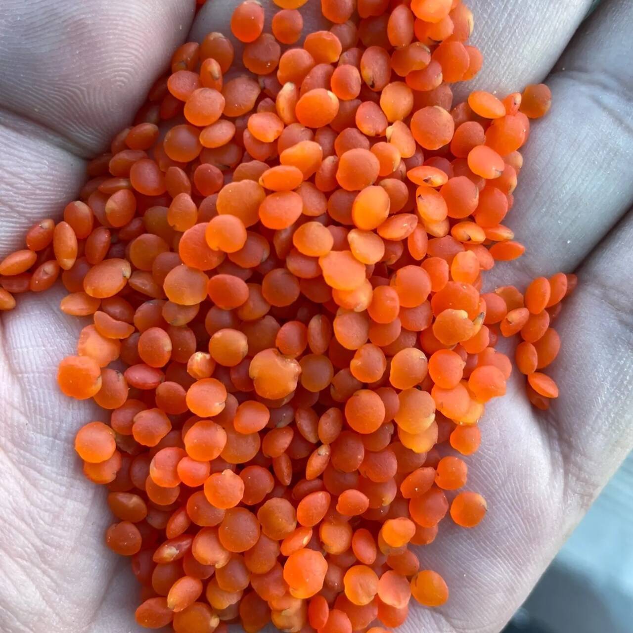 Cheapest Prices Wholesale Red Split Lentils Red Lentils Price Good Bulk Australian Red Lentils For Make Food Beverage