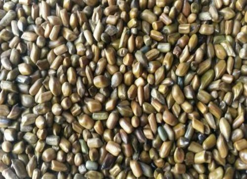 High Quality Cassia Tora Seed Supplier