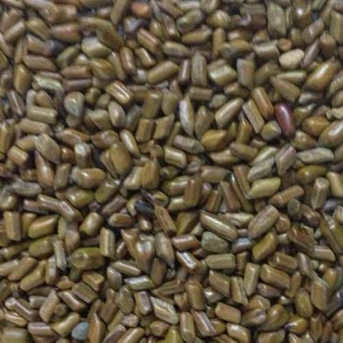 High Quality Cassia Tora Seed Supplier