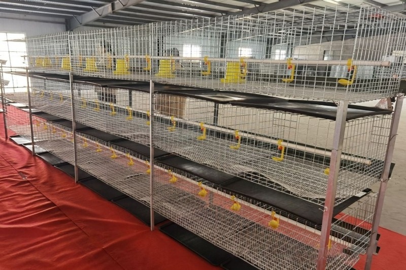 Chicken Cage Broiler Equipment H Frame Feeding Cage for Broiler Chicken Poultry Farm Coop Design Battery Chicken Cage System