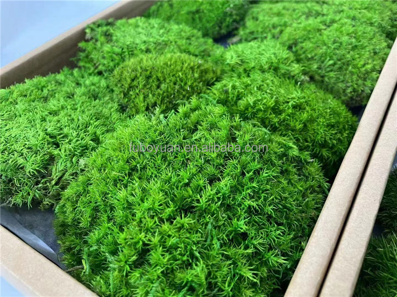 S02559 Decorative real moss wall panel art sphagnum moss stabilized decor preserved natural moss wall for arrangement