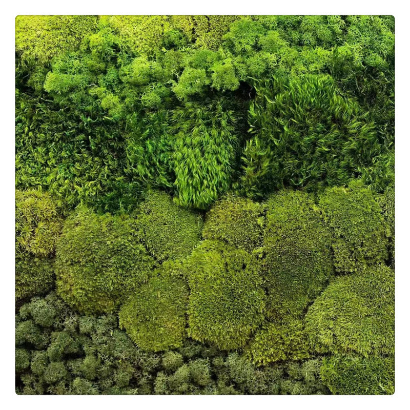 S02559 Decorative real moss wall panel art sphagnum moss stabilized decor preserved natural moss wall for arrangement