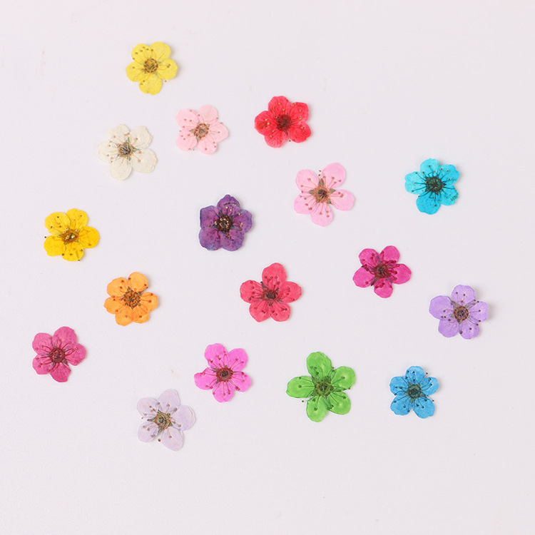 S02419 Wholesale preserved flower material nail  candles art pressed dry flowers nail art mini dried flowers for resin